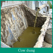 Cow dung